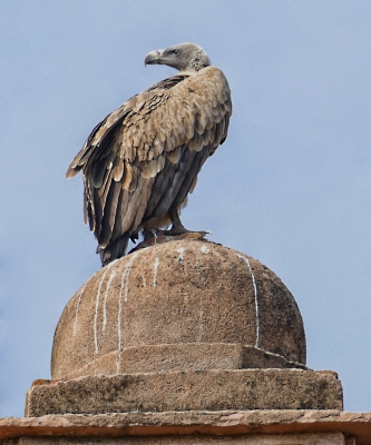 Indian Vulture 2